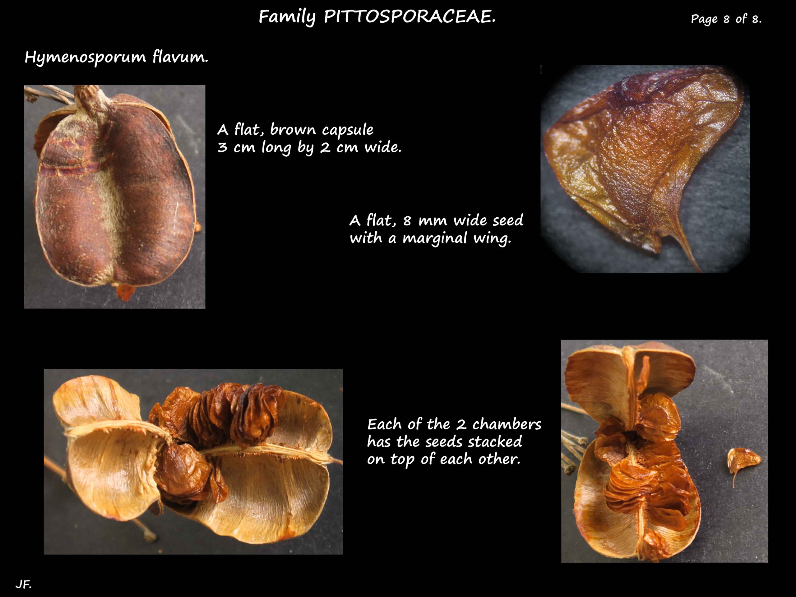 8 Hymenosporum capsule & seeds